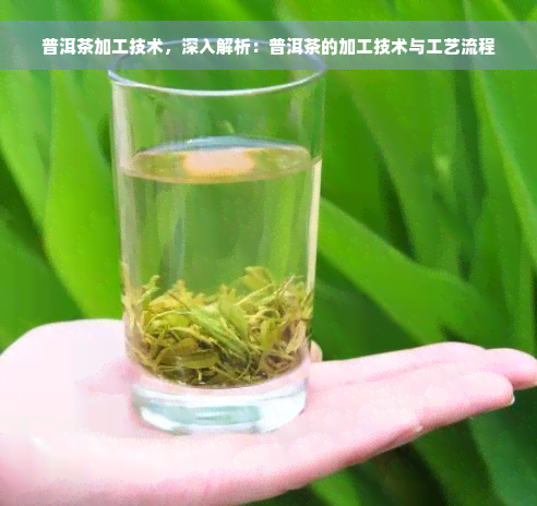 普洱茶加工技术，深入解析：普洱茶的加工技术与工艺流程