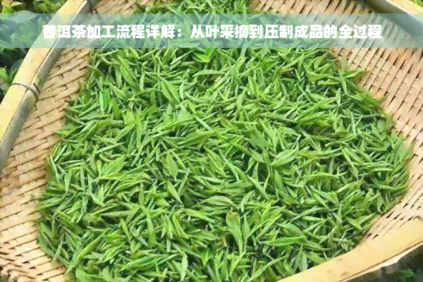 普洱茶加工流程详解：从叶采摘到压制成品的全过程