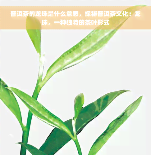 普洱茶的龙珠是什么意思，探秘普洱茶文化：龙珠，一种独特的茶叶形式