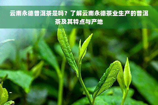 云南永德普洱茶是吗？了解云南永德茶业生产的普洱茶及其特点与产地