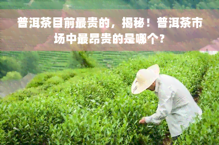 普洱茶目前最贵的，揭秘！普洱茶市场中最昂贵的是哪个？