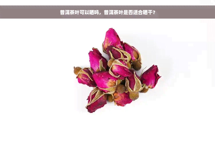 普洱茶叶可以晒吗，普洱茶叶是否适合晒干？