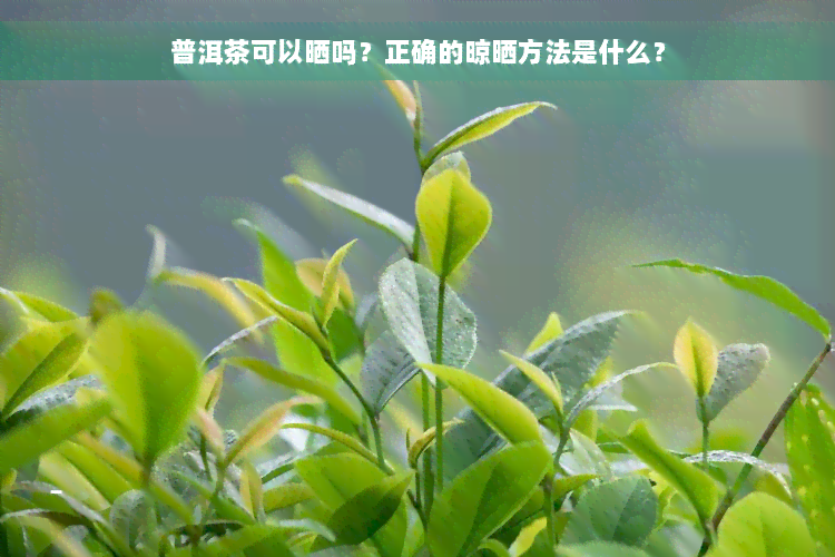 普洱茶可以晒吗？正确的晾晒方法是什么？