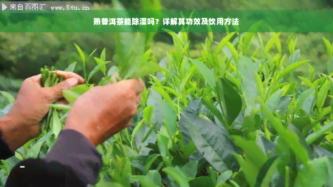 熟普洱茶能除湿吗？详解其功效及饮用方法