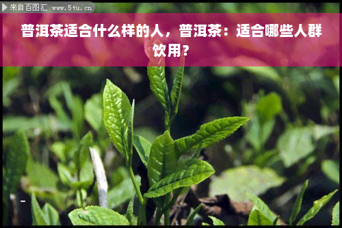 普洱茶适合什么样的人，普洱茶：适合哪些人群饮用？