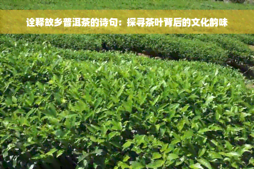 诠释故乡普洱茶的诗句：探寻茶叶背后的文化韵味