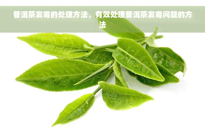 普洱茶发霉的处理方法，有效处理普洱茶发霉问题的方法