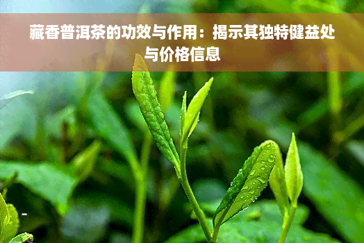 藏香普洱茶的功效与作用：揭示其独特健益处与价格信息