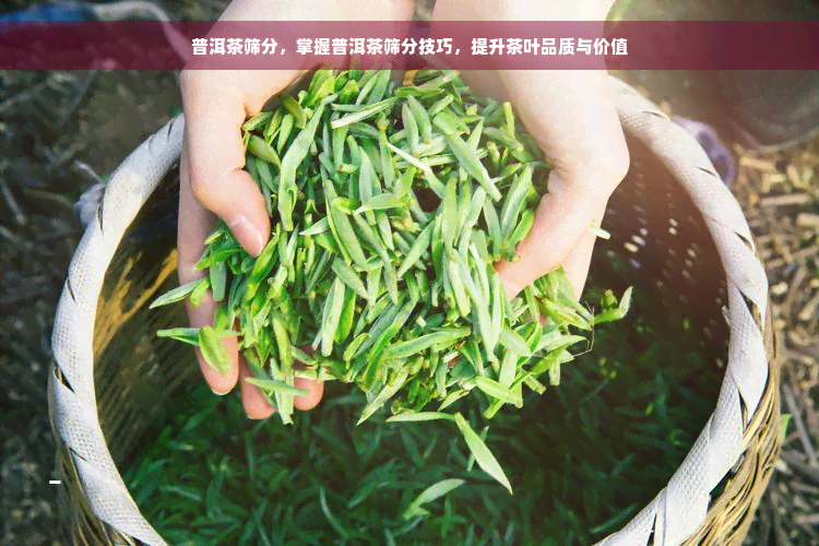 普洱茶筛分，掌握普洱茶筛分技巧，提升茶叶品质与价值