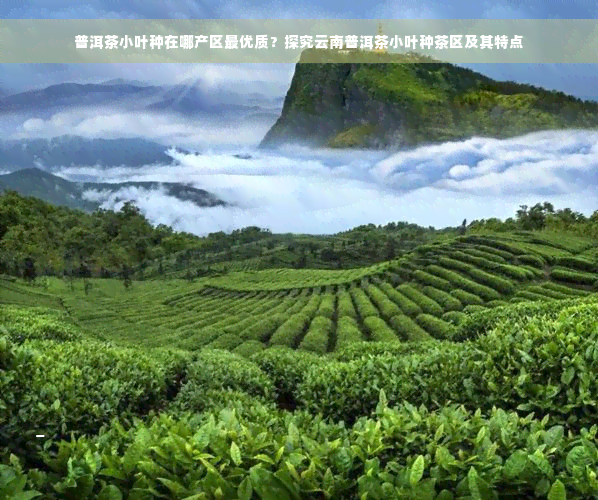普洱茶小叶种在哪产区更优质？探究云南普洱茶小叶种茶区及其特点