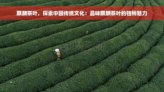 麒麟茶叶，探索中国传统文化：品味麒麟茶叶的独特魅力