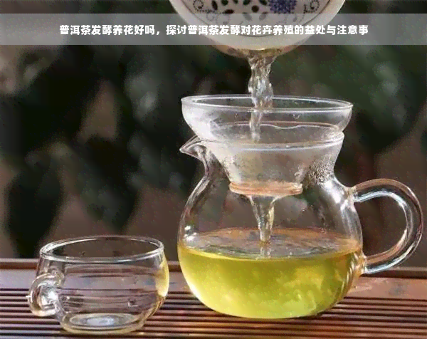普洱茶发酵养花好吗，探讨普洱茶发酵对花卉养殖的益处与注意事