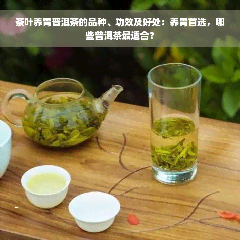 茶叶养胃普洱茶的品种、功效及好处：养胃首选，哪些普洱茶最适合？
