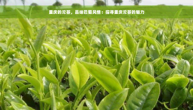 重庆的沱茶，品味巴蜀风情：探寻重庆沱茶的魅力