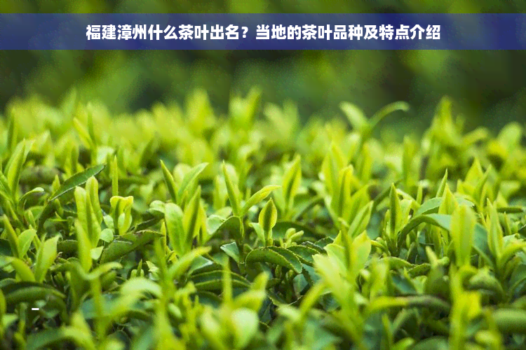 福建漳州什么茶叶出名？当地的茶叶品种及特点介绍