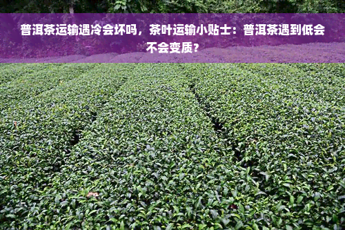 普洱茶运输遇冷会坏吗，茶叶运输小贴士：普洱茶遇到低会不会变质？