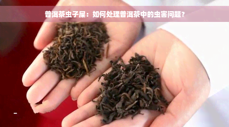 普洱茶虫子屎：如何处理普洱茶中的虫害问题？