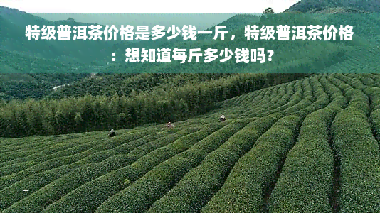 特级普洱茶价格是多少钱一斤，特级普洱茶价格：想知道每斤多少钱吗？
