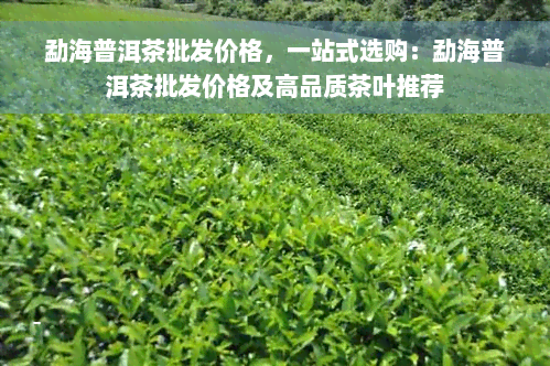 勐海普洱茶批发价格，一站式选购：勐海普洱茶批发价格及高品质茶叶推荐
