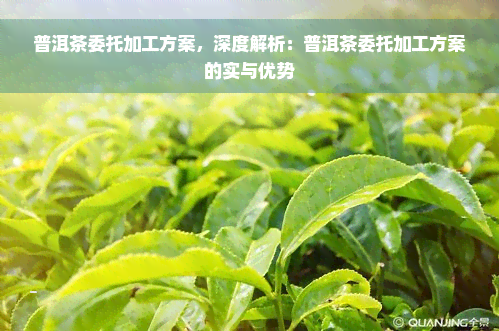 普洱茶委托加工方案，深度解析：普洱茶委托加工方案的实与优势