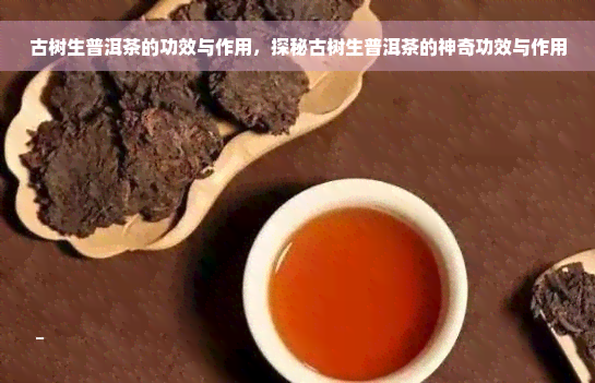 古树生普洱茶的功效与作用，探秘古树生普洱茶的神奇功效与作用