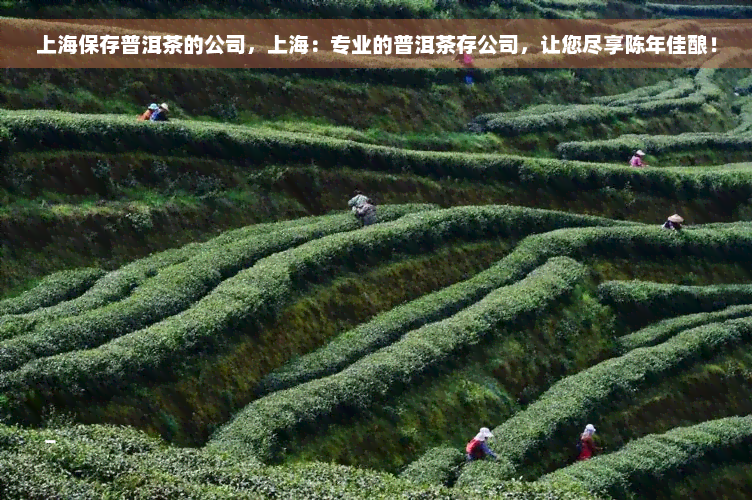 上海保存普洱茶的公司，上海：专业的普洱茶存公司，让您尽享陈年佳酿！