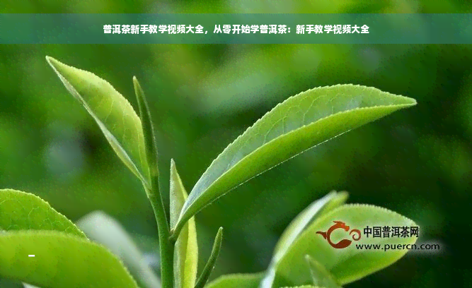 普洱茶新手教学视频大全，从零开始学普洱茶：新手教学视频大全