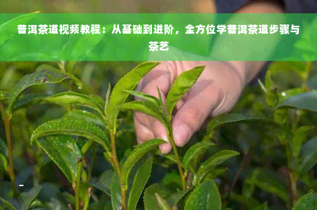 普洱茶道视频教程：从基础到进阶，全方位学普洱茶道步骤与茶艺