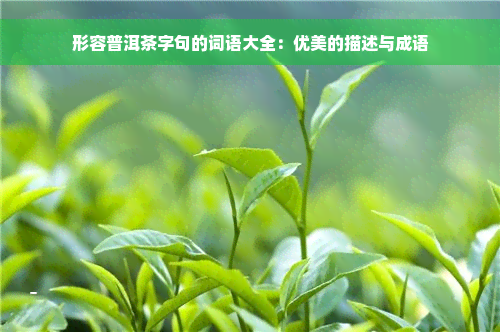 形容普洱茶字句的词语大全：优美的描述与成语