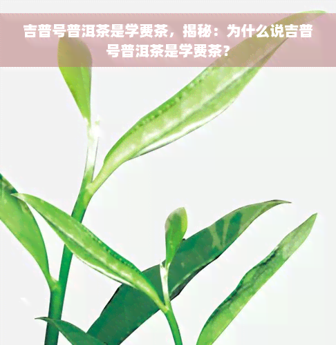 吉普号普洱茶是学费茶，揭秘：为什么说吉普号普洱茶是学费茶？