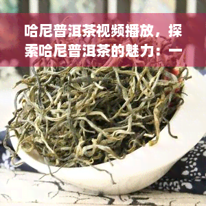 哈尼普洱茶视频播放，探索哈尼普洱茶的魅力：一场视觉与味觉的宴