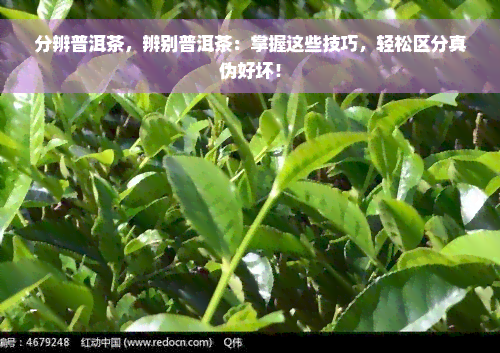 分辨普洱茶，辨别普洱茶：掌握这些技巧，轻松区分真伪好坏！