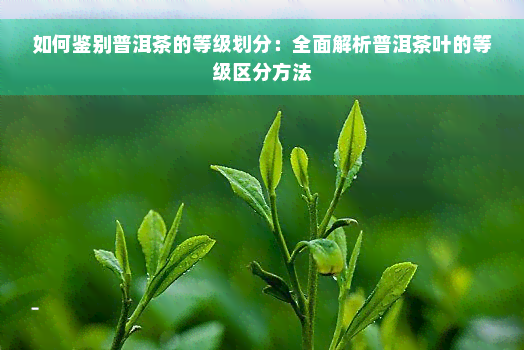 如何鉴别普洱茶的等级划分：全面解析普洱茶叶的等级区分方法