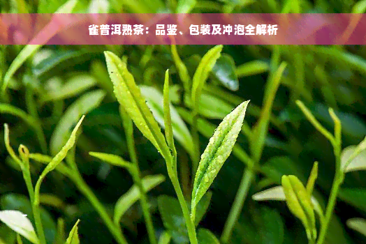 雀普洱熟茶：品鉴、包装及冲泡全解析