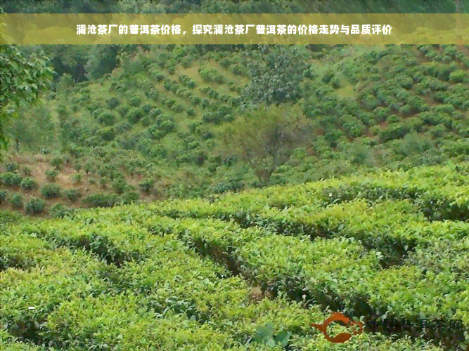 澜沧茶厂的普洱茶价格，探究澜沧茶厂普洱茶的价格走势与品质评价