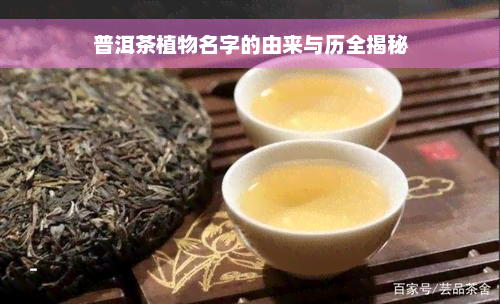 普洱茶植物名字的由来与历全揭秘