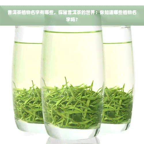 普洱茶植物名字有哪些，探秘普洱茶的世界：你知道哪些植物名字吗？