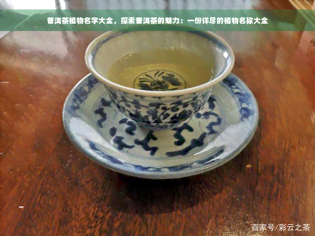 普洱茶植物名字大全，探索普洱茶的魅力：一份详尽的植物名称大全