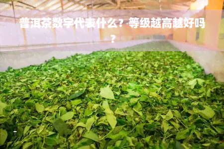 普洱茶数字代表什么？等级越高越好吗？