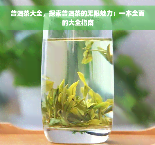 普洱茶大全，探索普洱茶的无限魅力：一本全面的大全指南