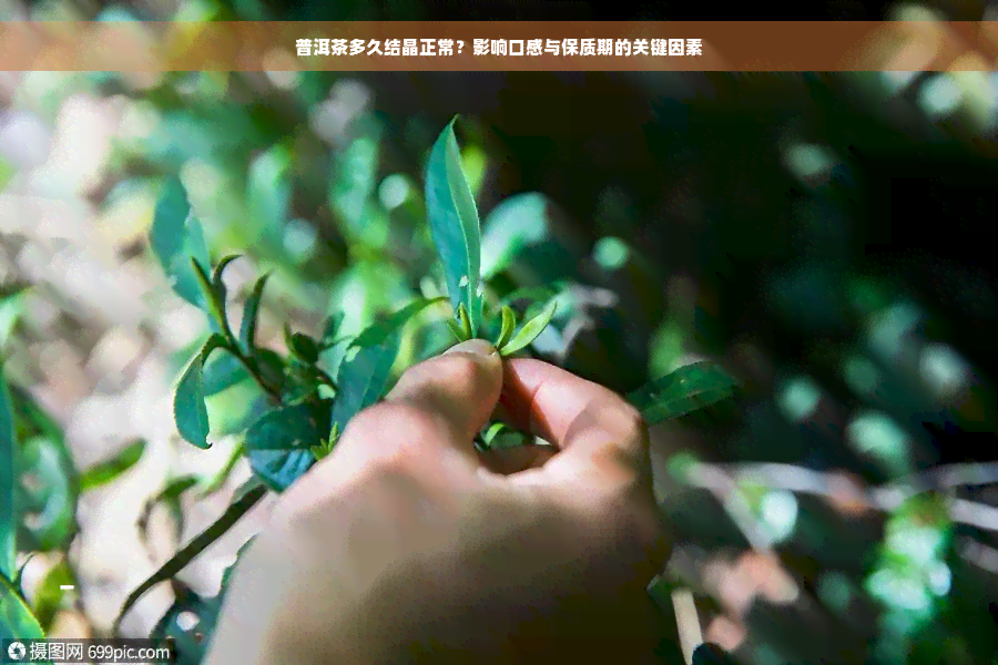 普洱茶多久结晶正常？影响口感与保质期的关键因素