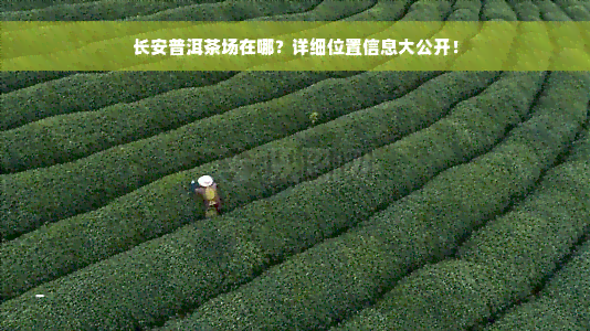 长安普洱茶场在哪？详细位置信息大公开！