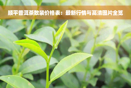 顺平普洱茶散装价格表：最新行情与高清图片全览