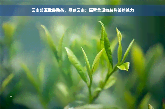 云南普洱散装熟茶，品味云南：探索普洱散装熟茶的魅力