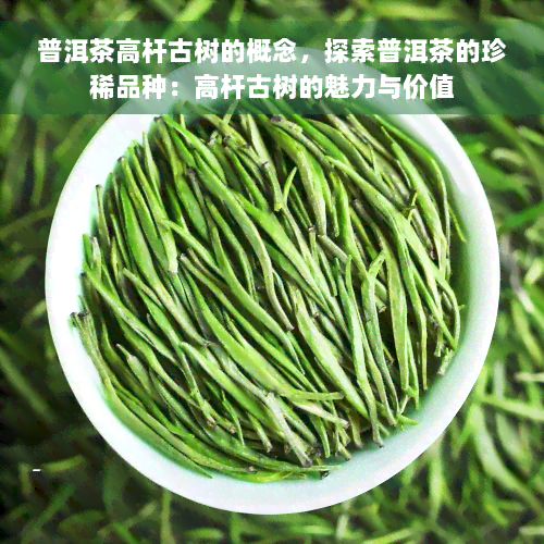 普洱茶高杆古树的概念，探索普洱茶的珍稀品种：高杆古树的魅力与价值