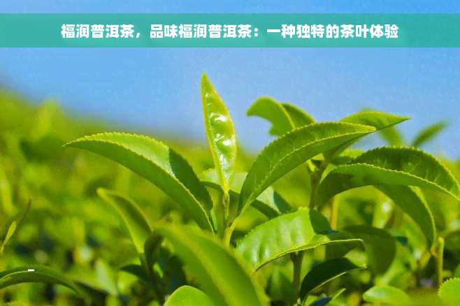 福润普洱茶，品味福润普洱茶：一种独特的茶叶体验