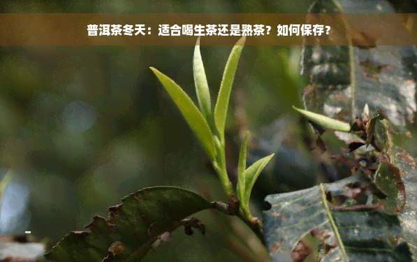 普洱茶冬天：适合喝生茶还是熟茶？如何保存？