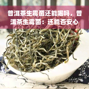 普洱茶生霉菌还能喝吗，普洱茶生霉菌：还能否安心饮用？