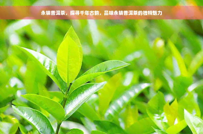 永镇普洱茶，探寻千年古韵，品味永镇普洱茶的独特魅力