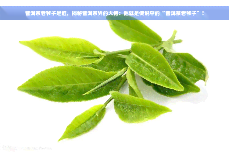 普洱茶老爷子是谁，揭秘普洱茶界的大佬：他就是传说中的“普洱茶老爷子”！